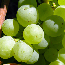 Photo of a bunch of green grapes on a vine
